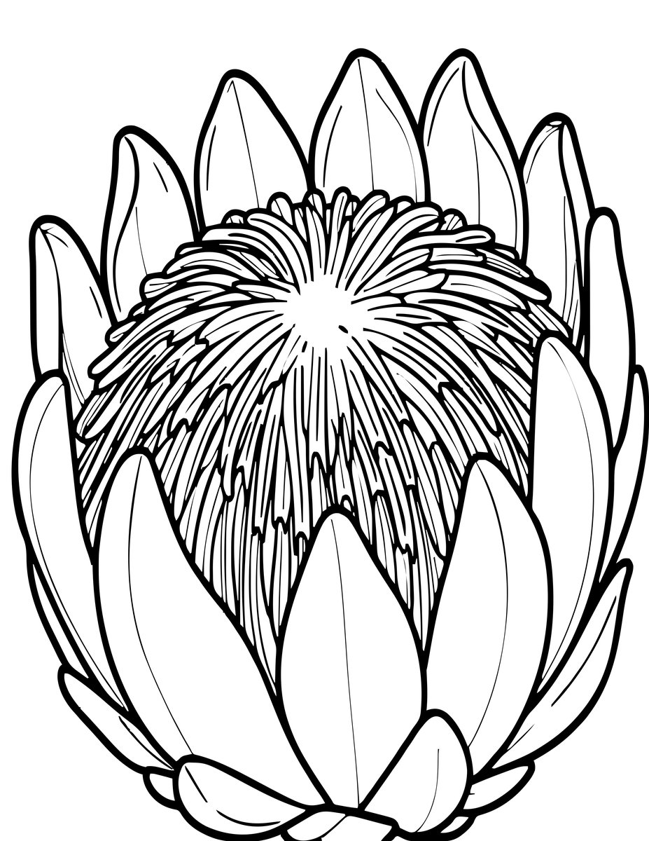 Protea Close-Up - free printable coloring page