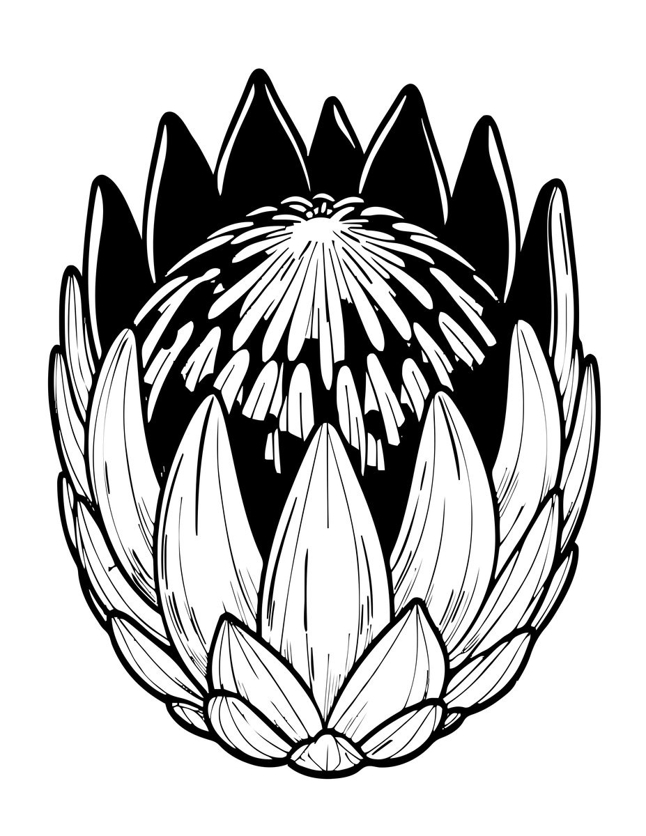 Pincushion Protea - free printable coloring page