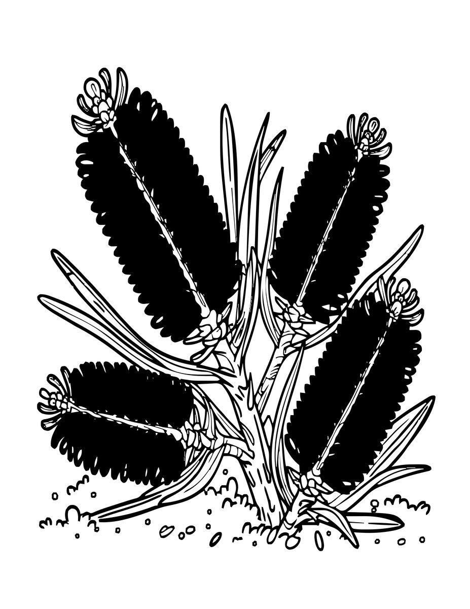 Scarlet Banksia - free printable coloring page