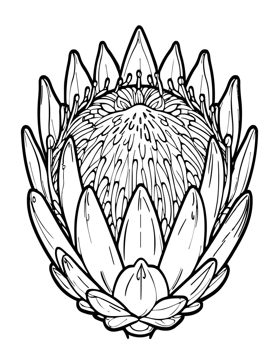Protea Dried - free printable coloring page