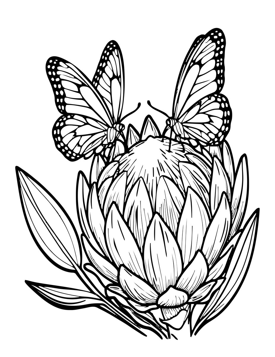Protea and Butterfly - free printable coloring page