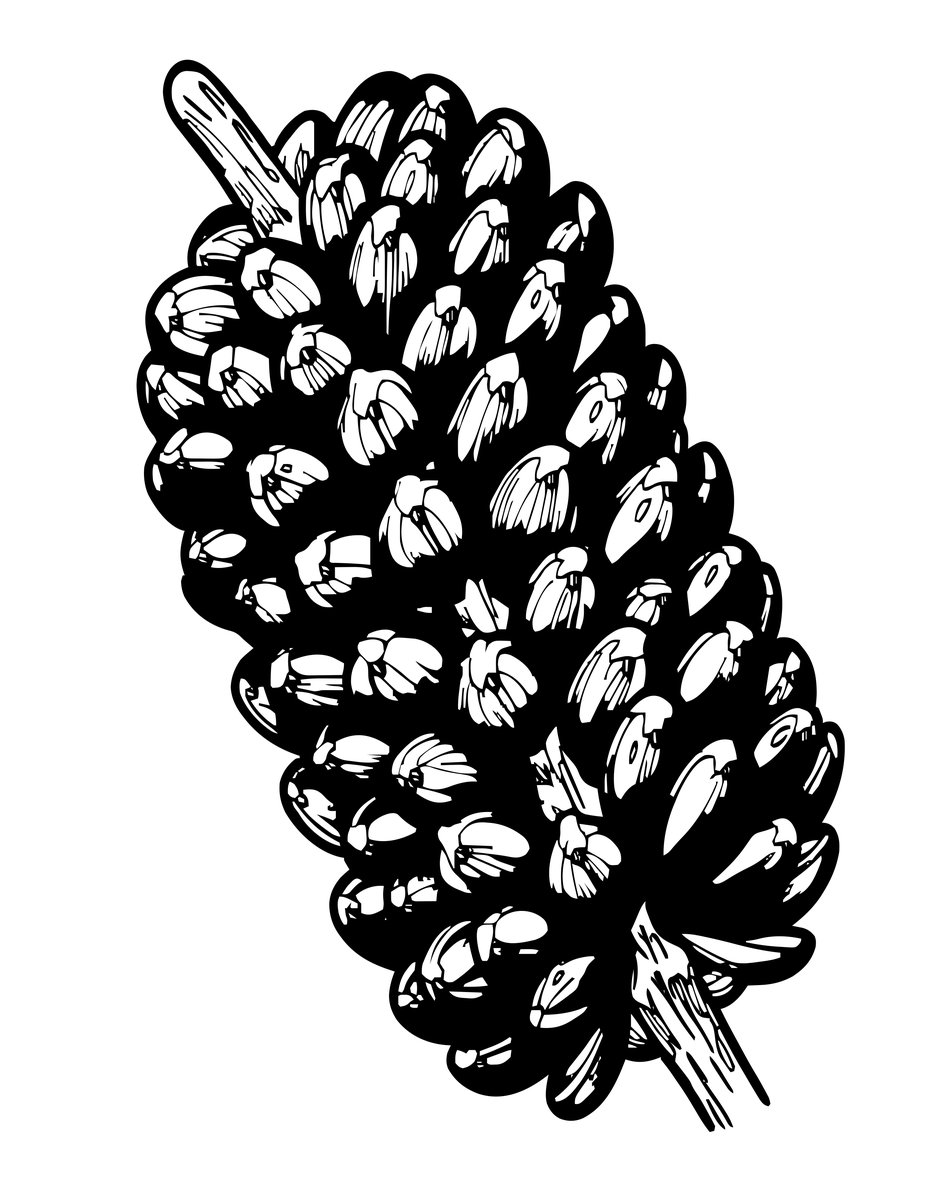 Banksia at Dusk - free printable coloring page