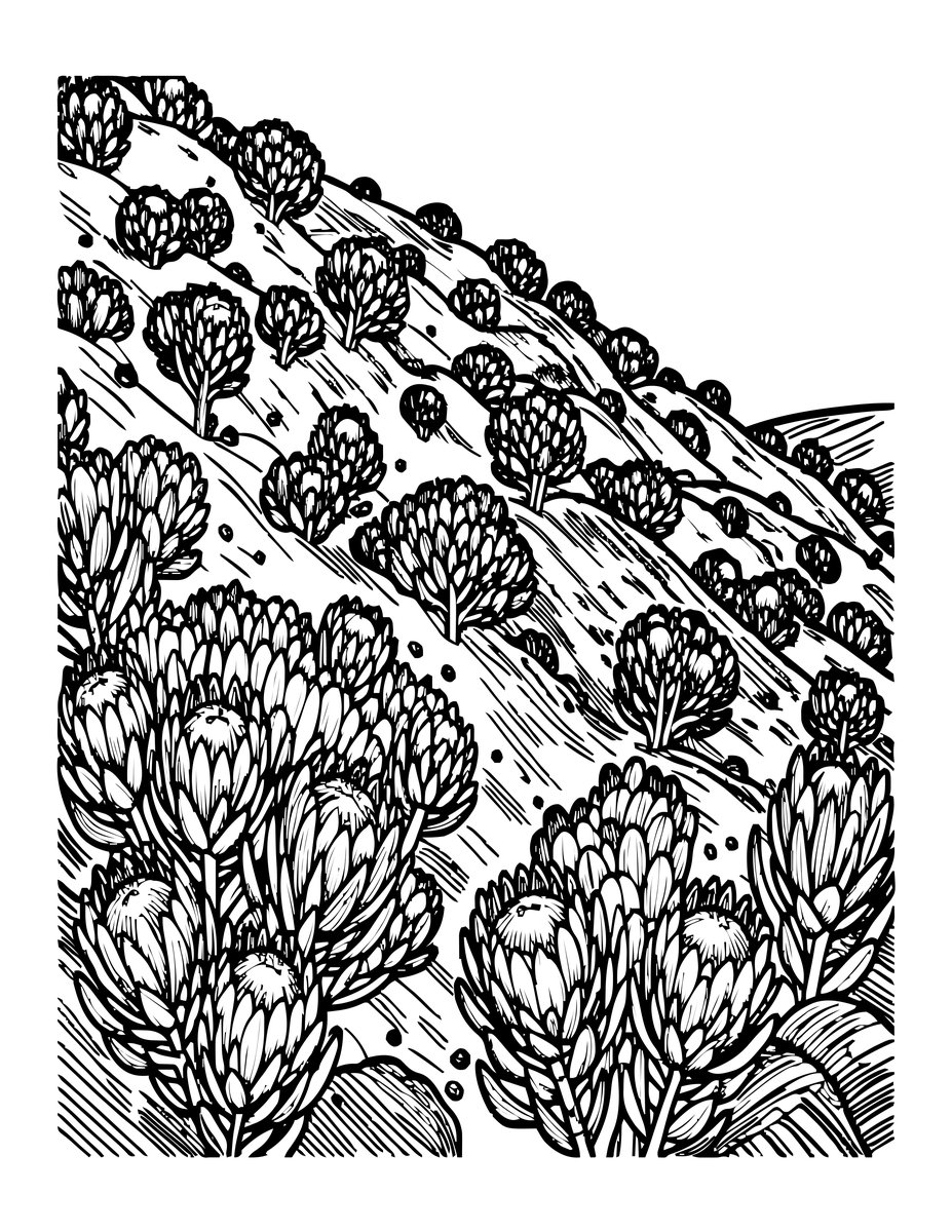 Protea Bush - free printable coloring page