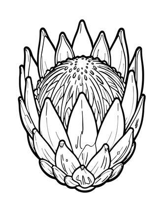 Protea Botanical - Free printable coloring page