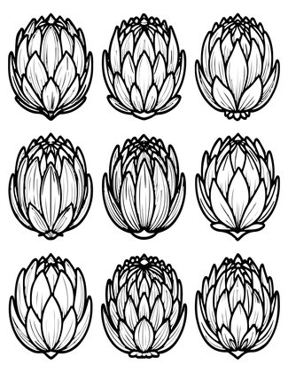 Protea Varieties - Free printable coloring page