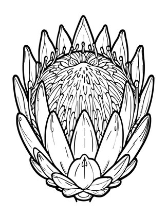 Protea Dried - Free printable coloring page