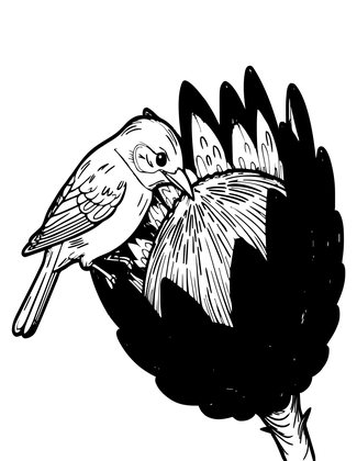 Protea and Sunbird - Free printable coloring page