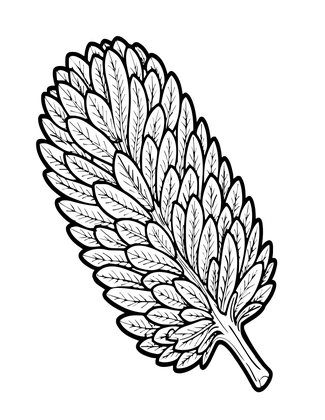 Banksia Leaf - Free printable coloring page