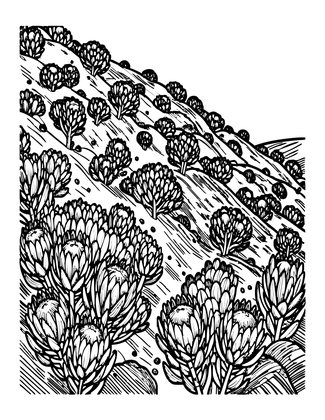 Protea Bush - Free printable coloring page