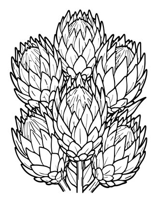 Pink Ice Protea - Free printable coloring page