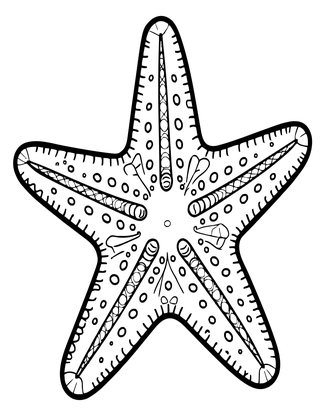 Starfish Underside - Free printable coloring page