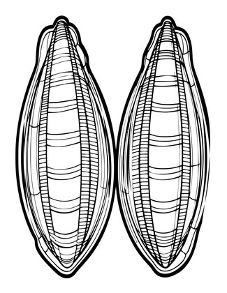 Razor Clam - Free printable coloring page