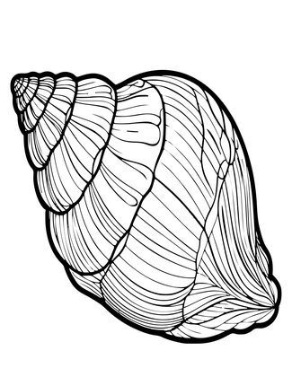 Channeled Whelk - Free printable coloring page