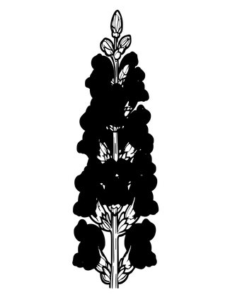 Pink Snapdragon - Free printable coloring page