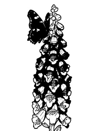 Butterfly - Free printable coloring page