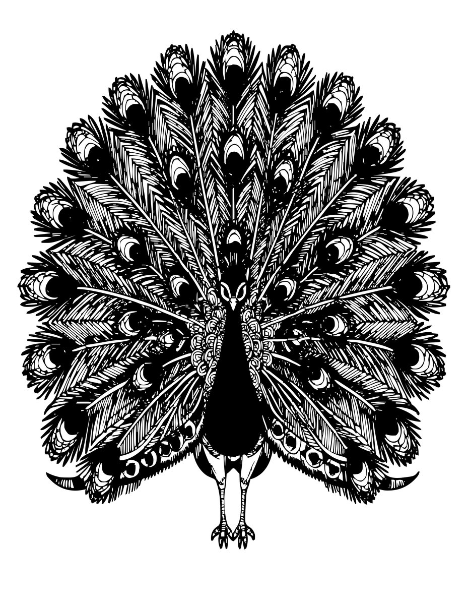Peacock Window - free printable coloring page