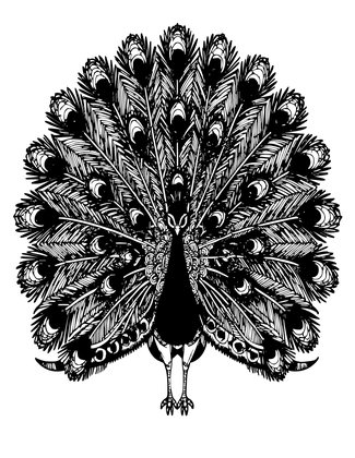 Peacock Window - Free printable coloring page