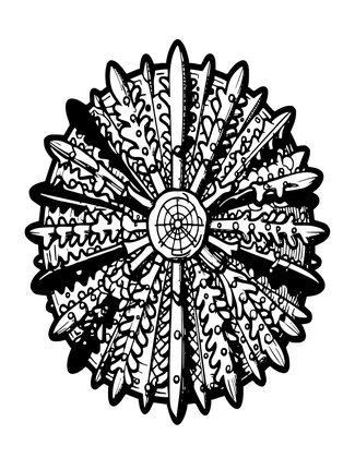 Slate Pencil Urchin - Free printable coloring page