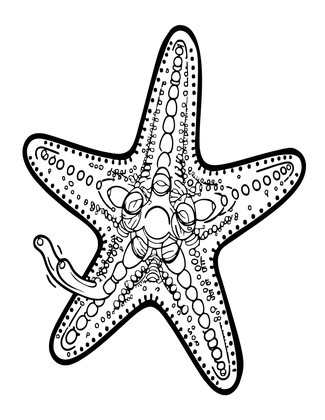 Sea Star Arm Regrowth - Free printable coloring page