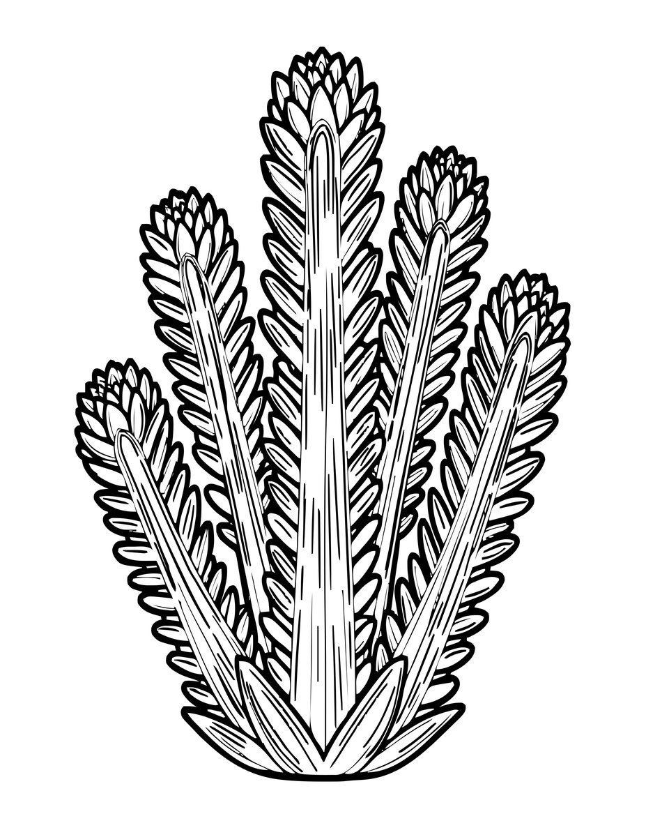 Aeonium Tree - free printable coloring page