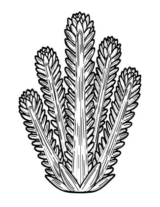 Aeonium Tree - Free printable coloring page