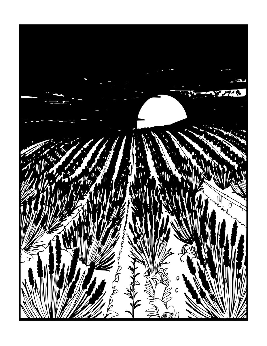 Lavender Field Sunset - free printable coloring page