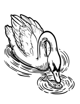 Swan Dive - Free printable coloring page