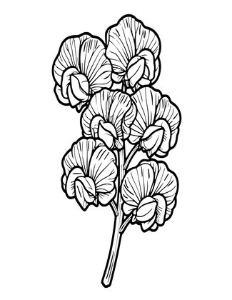 Sweet Pea Spray - Free printable coloring page