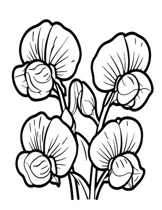 Sweet Pea Seedpods - Free printable coloring page