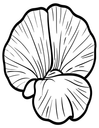Sweet Pea Close-Up - Free printable coloring page