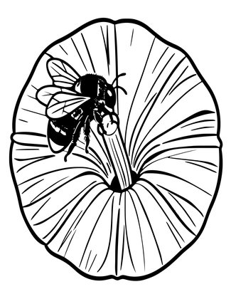 Morning Glory Bee - Free printable coloring page