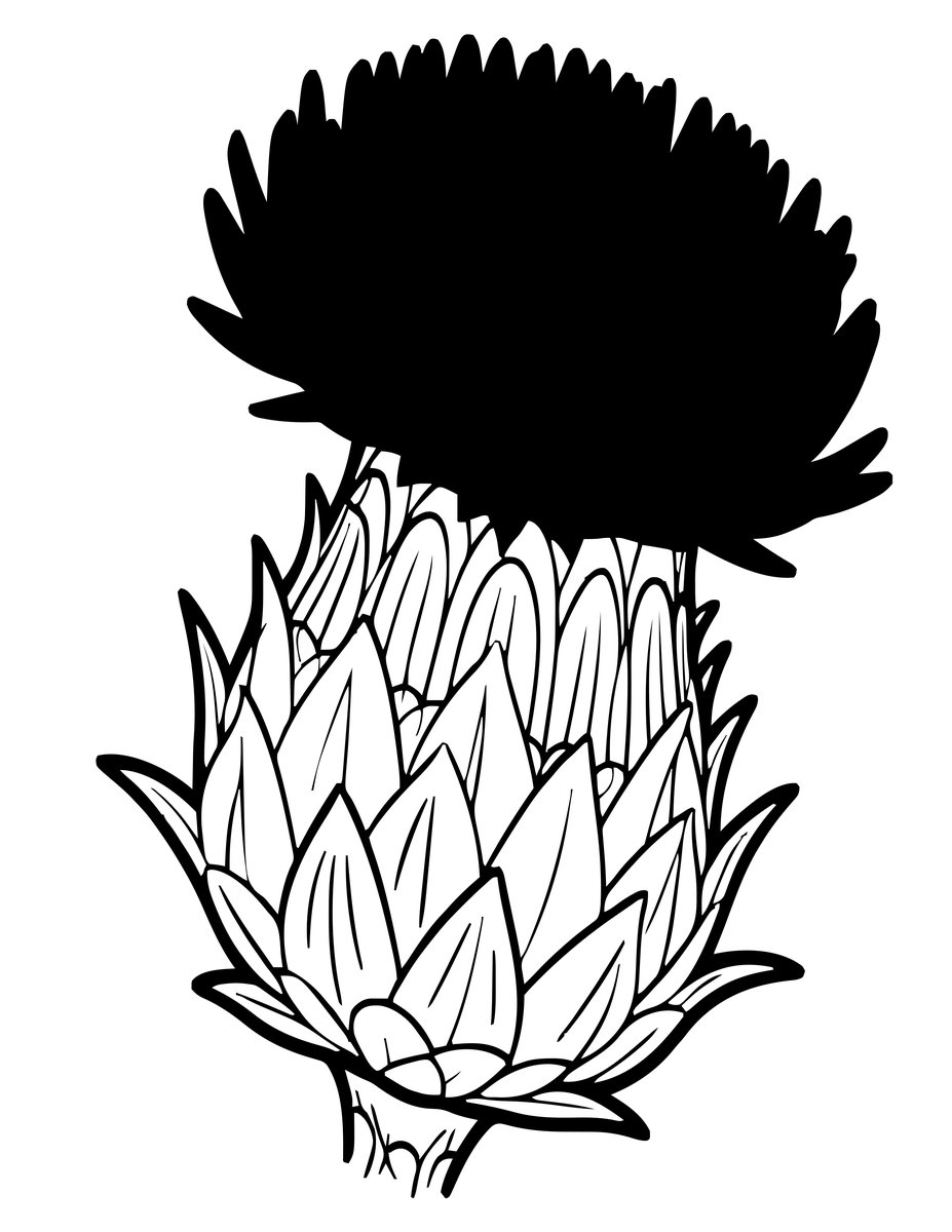 Thistle Head - free printable coloring page