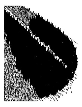 Heather Carpet - Free printable coloring page