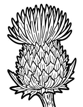 Thistle Spines - Free printable coloring page
