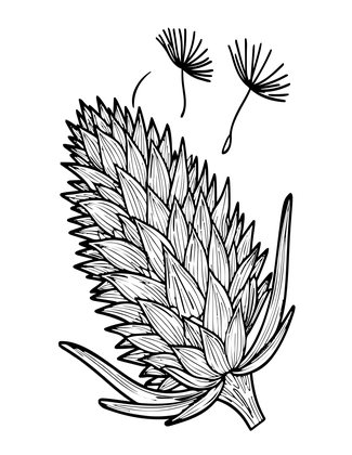 Thistle Seed - Free printable coloring page