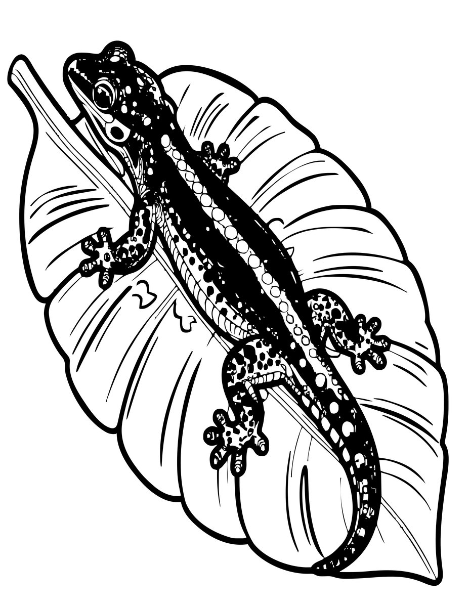 Tropical Gecko - free printable coloring page