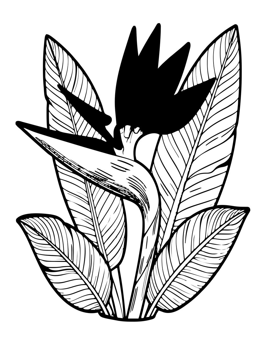 Bird of Paradise Flower - free printable coloring page