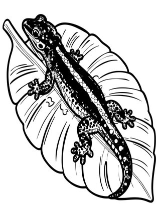 Tropical Gecko - Free printable coloring page