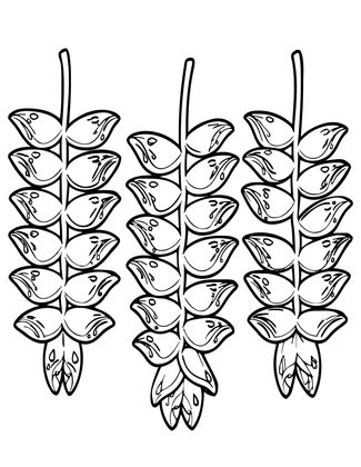 Heliconia Row - Free printable coloring page