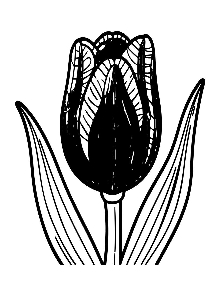 Tulip Bud - free printable coloring page