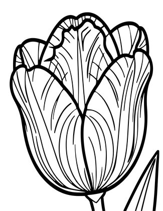 Tulip Close-Up - Free printable coloring page