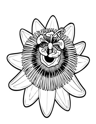 Passionflower Vine - Free printable coloring page