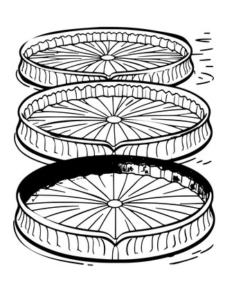 Victoria Amazonica - Free printable coloring page