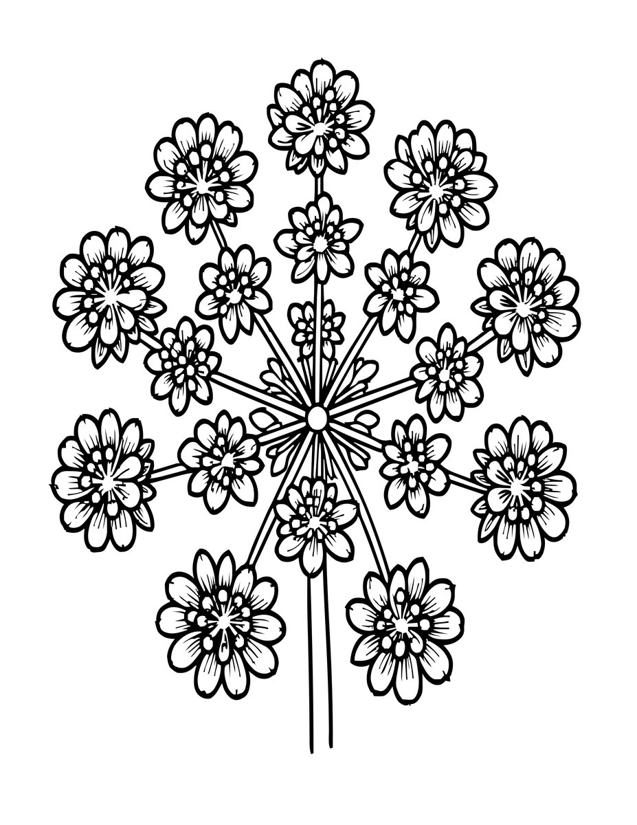 Queen Anne's Lace - free printable coloring page