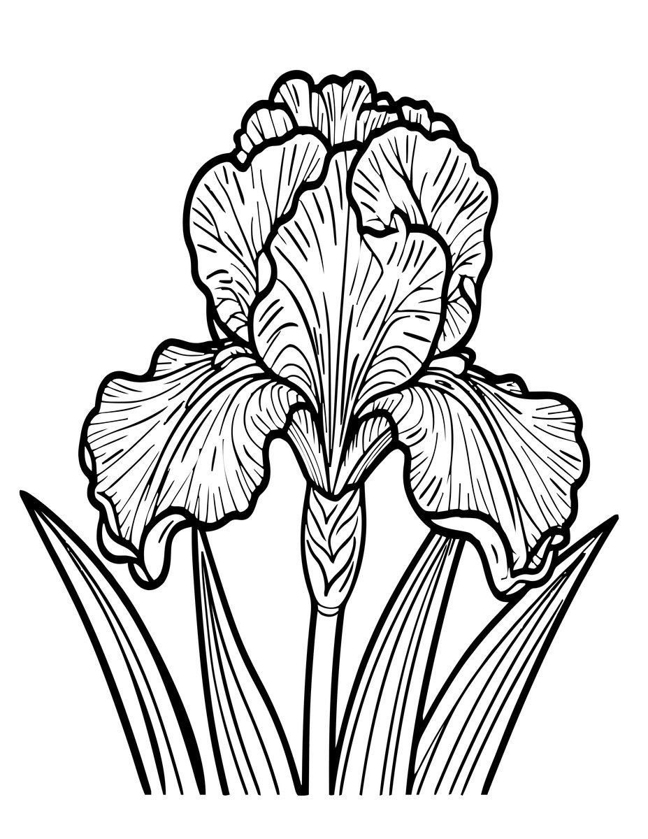 Wild Iris - free printable coloring page