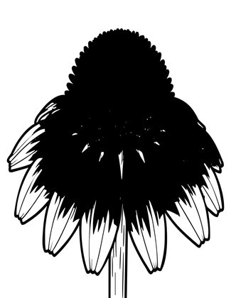 Echinacea - Free printable coloring page
