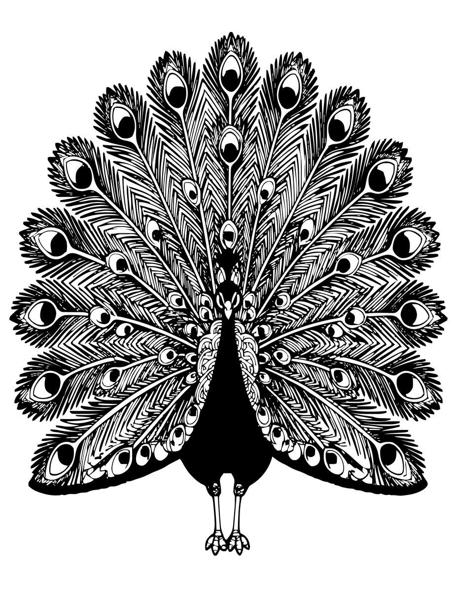 Peacock Display - free printable coloring page