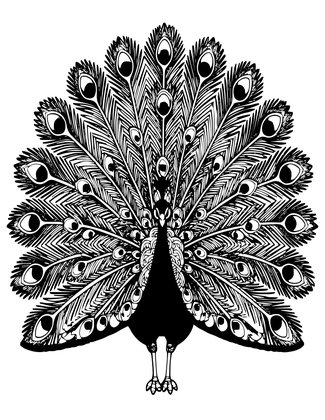 Peacock Display - Free printable coloring page