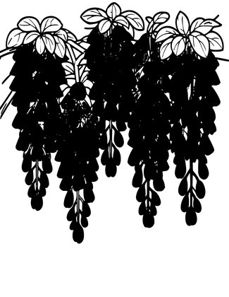Wisteria Ceiling - Free printable coloring page