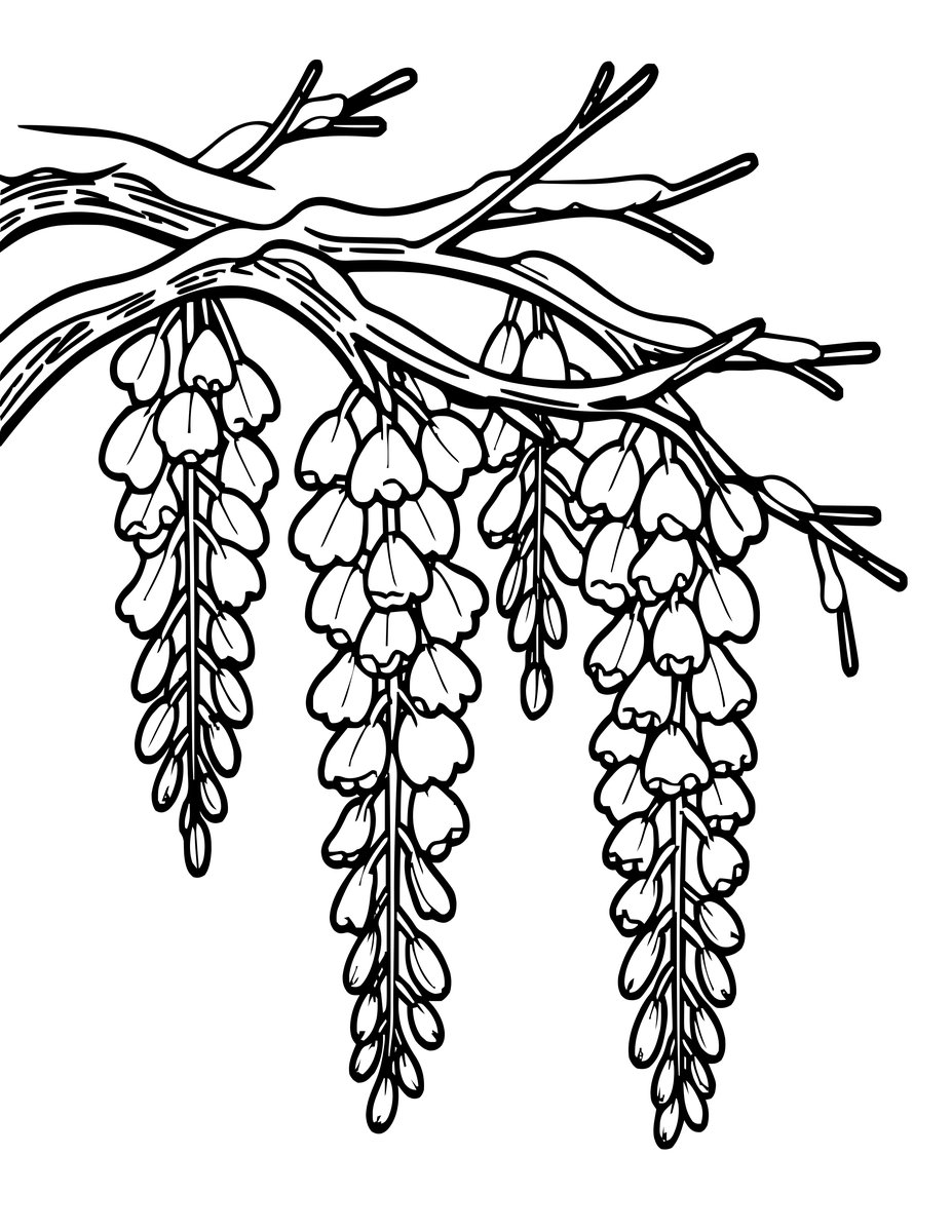 Wysteria in Snow - free printable coloring page